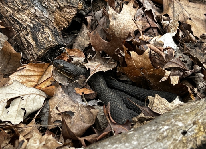 Northern Water Snake